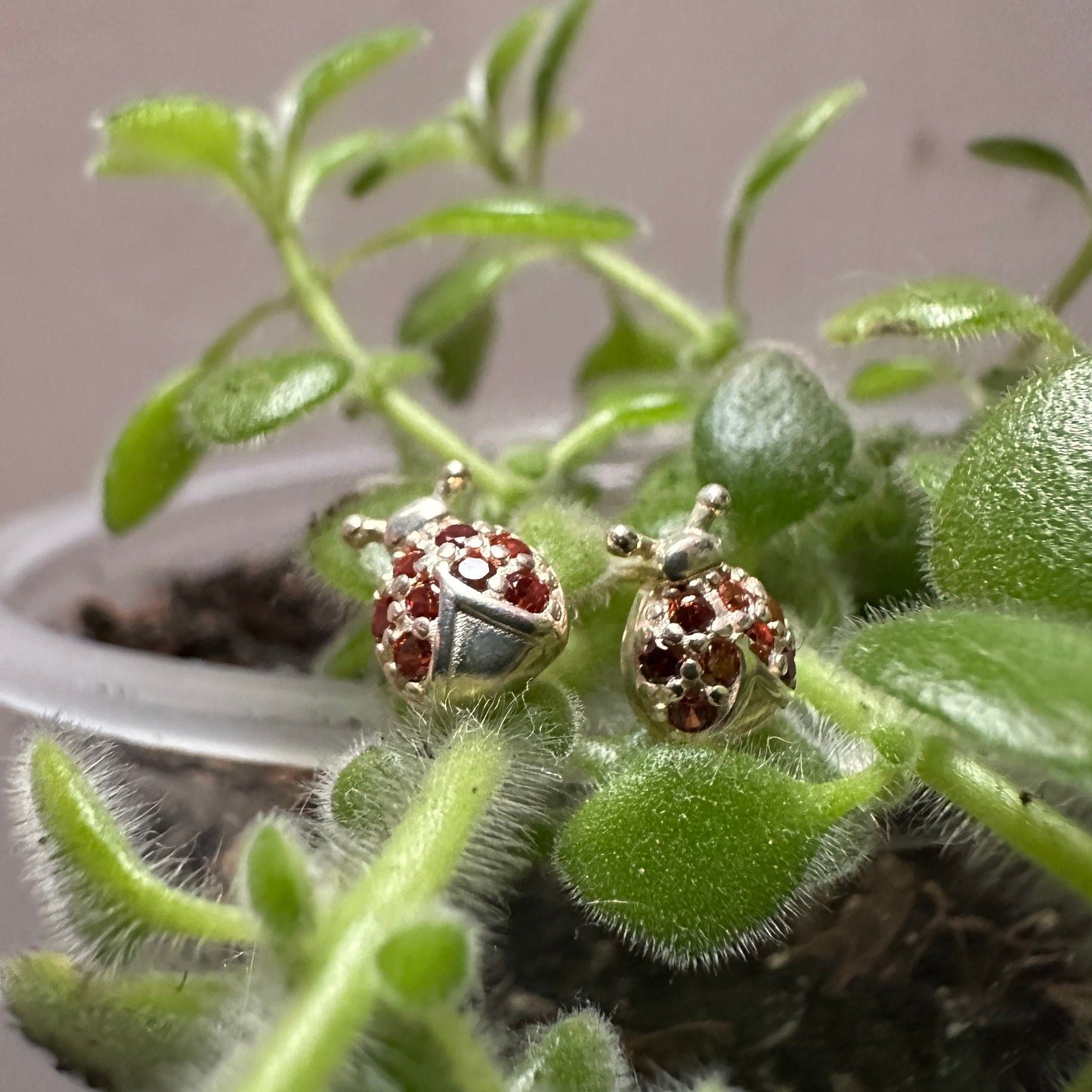 Topos mariquita